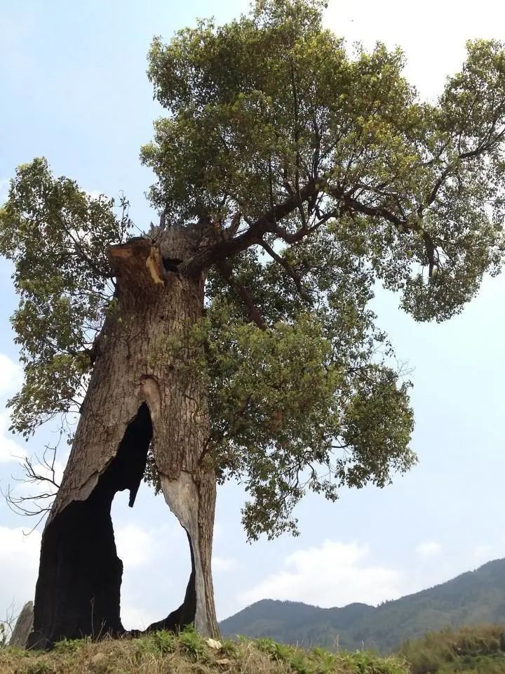 空心老树保护与养护措施,为什么老树空心也能活