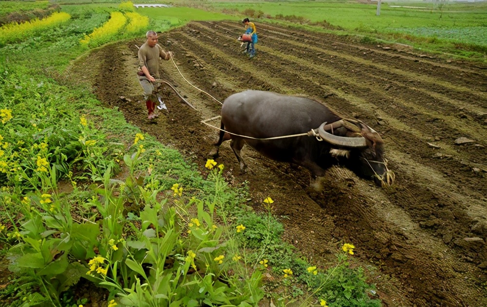 父亲的犁耙耕过的田,父亲的老黄牛