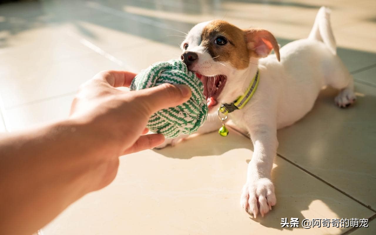 给刚满月狗狗准备什么玩具,如何陪伴狗狗玩耍狗狗会开心