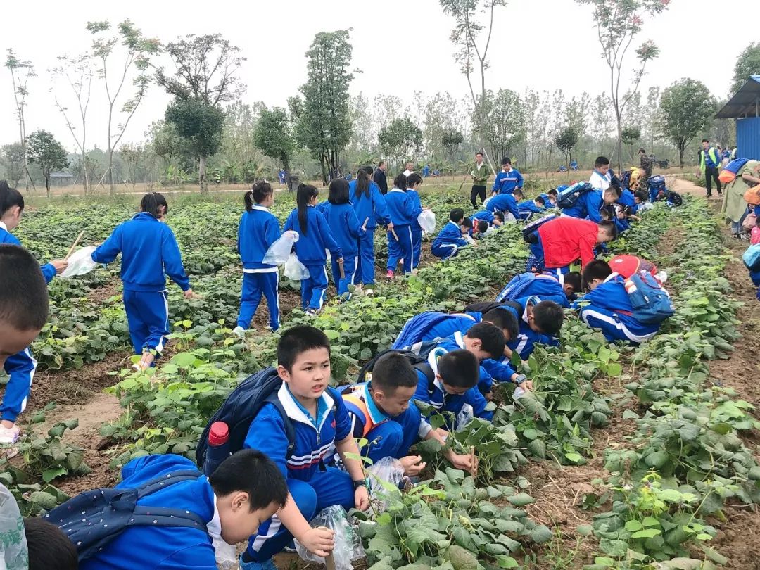 洋沙湖研学基地在哪里,洋沙湖岳阳研学