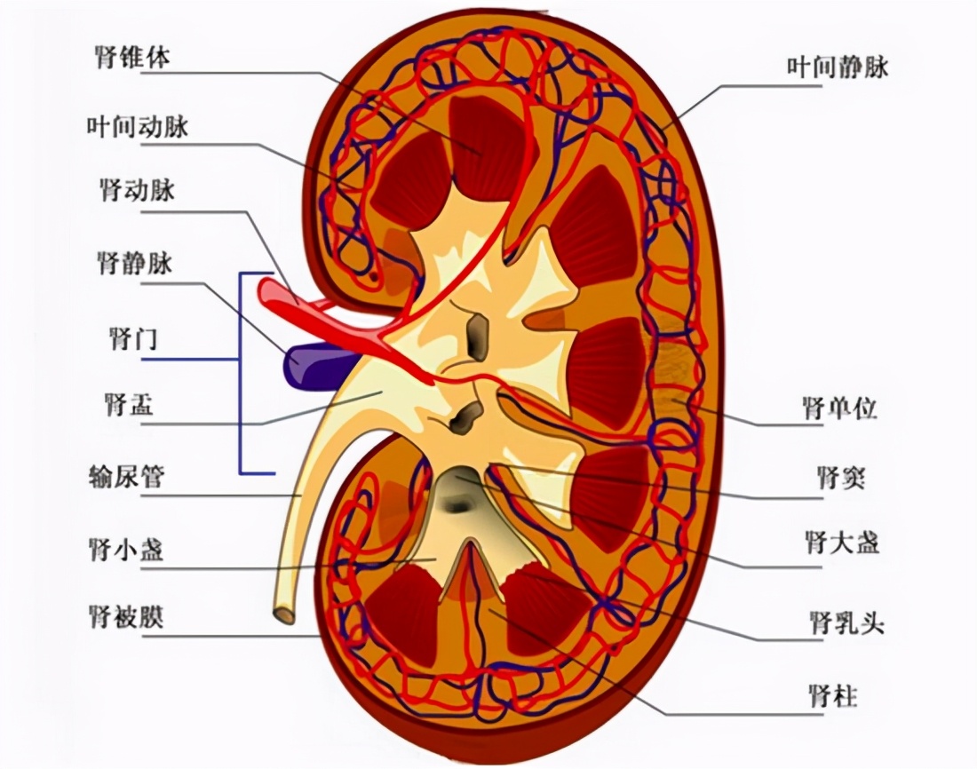 剧烈运动就尿血怎么回事呢,剧烈运动尿血要怎么缓解
