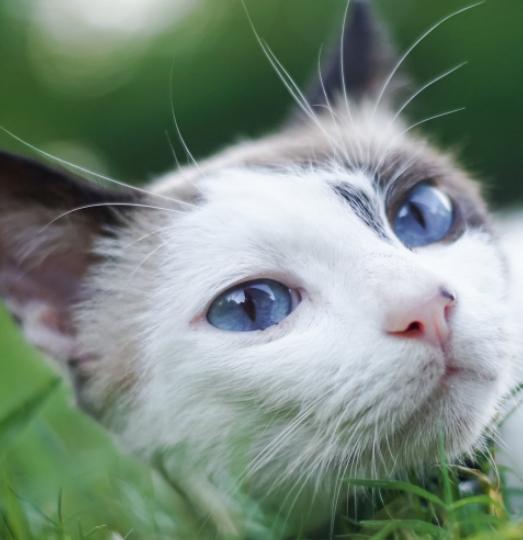 领养的小猫总是叫怎么办,领养的猫晚上一直叫怎么办