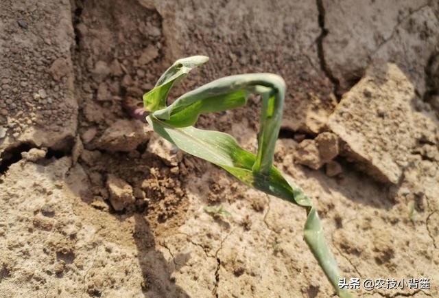 玉米田蓟马虫害最佳防治方法,玉米苗期害虫特多如何防治