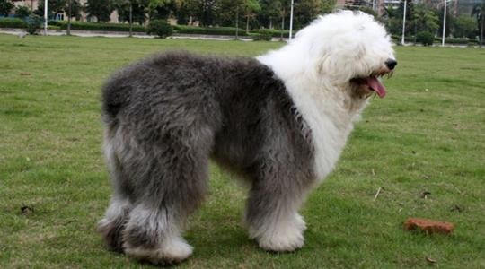 古牧为什么生的多,古牧为什么那么粘人