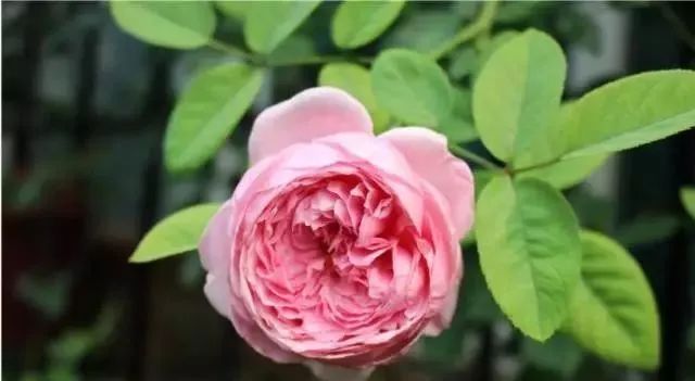 一万年一次的2020520；一起认识100种玫瑰~别送错啊