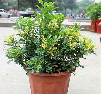 米兰开花后养护最好的方法,米兰开花时叶子发黄怎么办呢