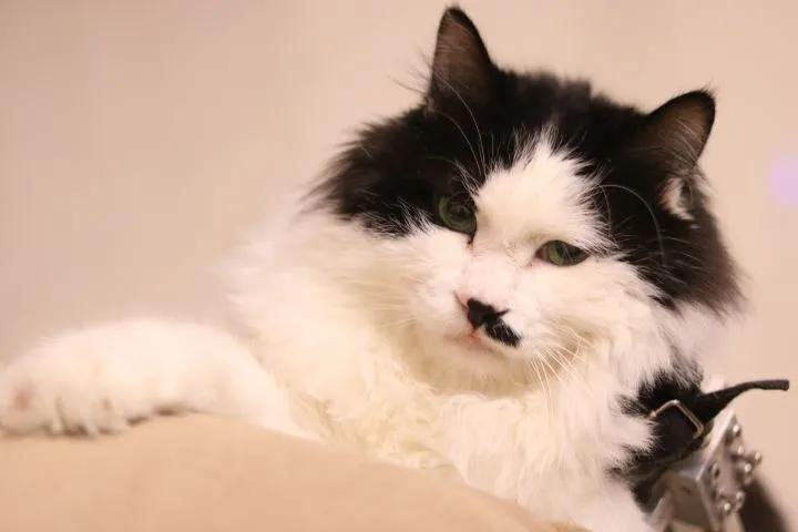 瘫痪猫怎么养,瘫痪的猫怎么喂水