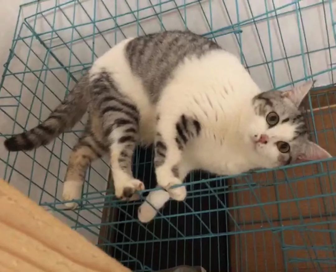 铲屎官旅游小猫咪开门,铲屎官出门猫咪躲床下