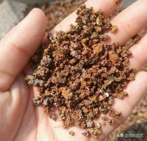蜂窝煤可以当多肉颗粒土使用吗,蜂窝煤煤渣和松针土养多肉的效果