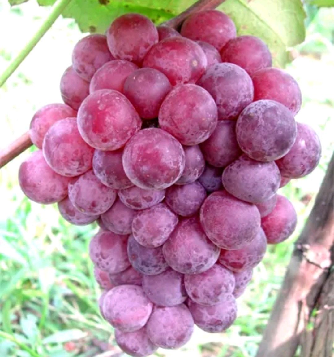 秋天扦插花苗,秋天扦插的小苗