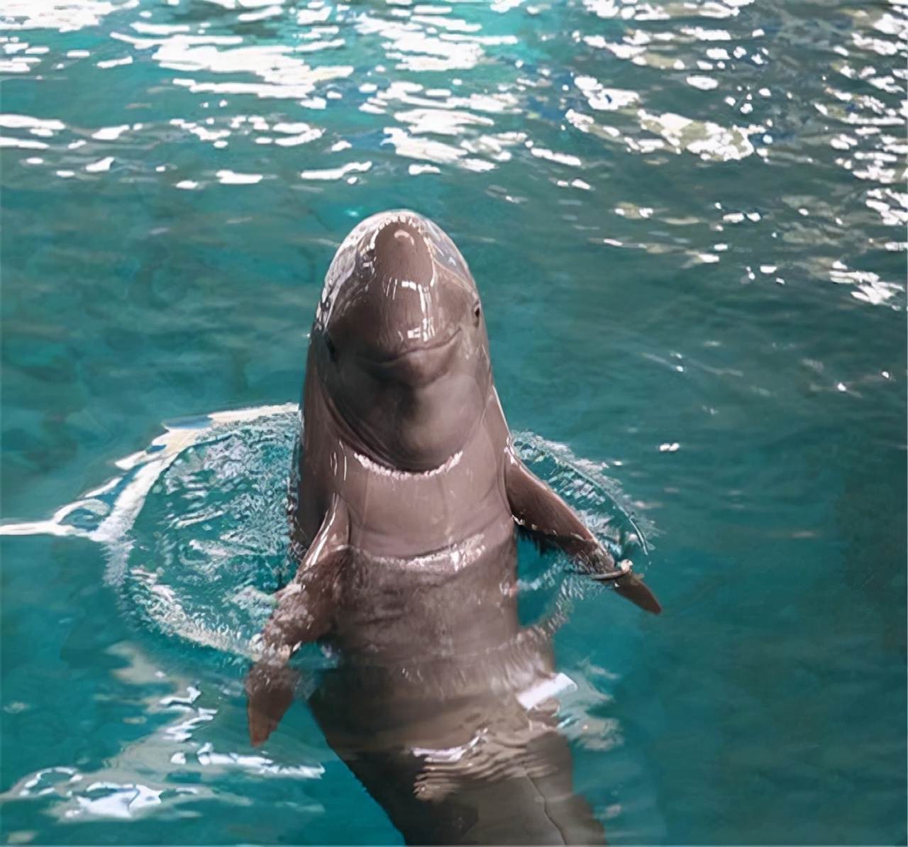 长江禁渔十年后长江渔业怎么样,禁渔渔民生计