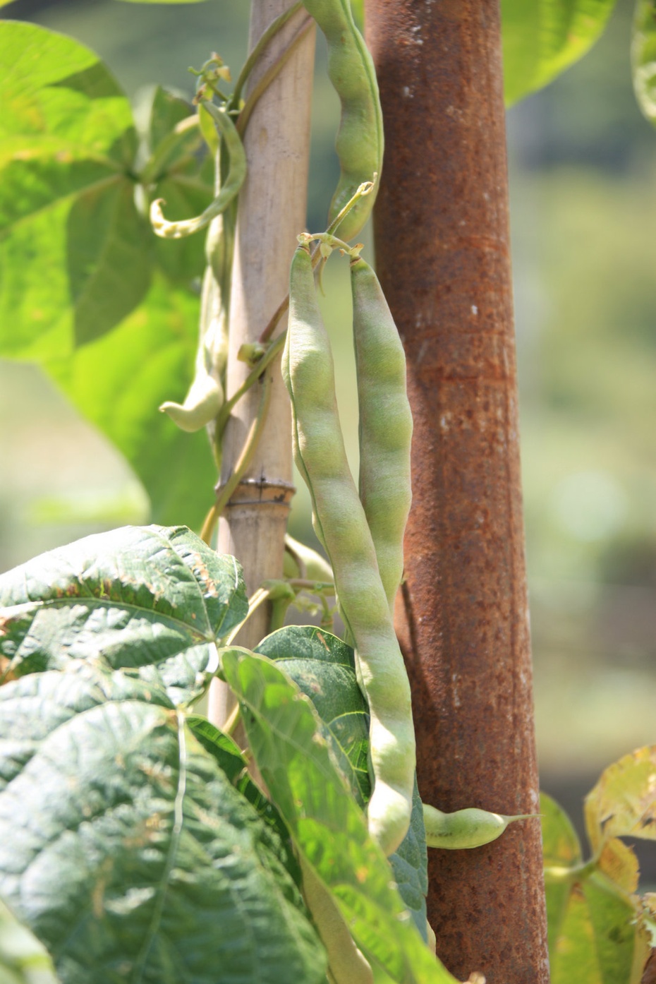 米亚罗-大美理礼县