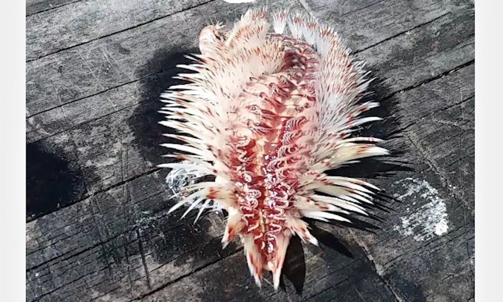 钓鱼奇葩中鱼方法,钓鱼遇到的奇怪东西有哪些