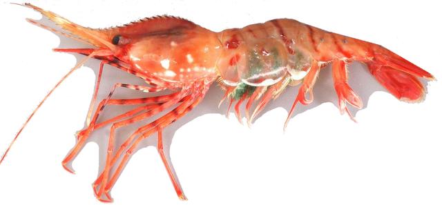 罗氏虾怎么辨别有没有膏,罗氏虾虾苗怎么分辨真假