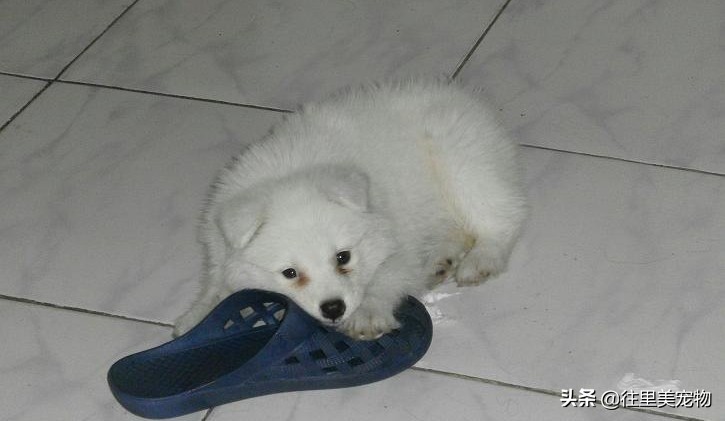 买不起萨摩耶,买萨摩耶怎么问不会被骗