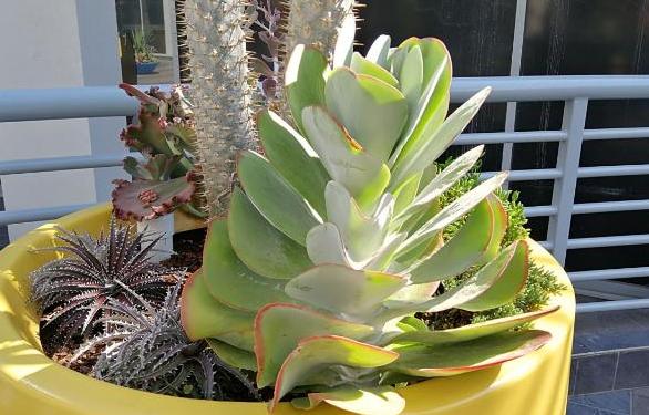 多肉根部化水怎么办,多肉杆子化水怎么回事