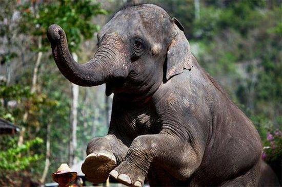 西双版纳风景之旅自由行旅游攻略,邂逅雨林西双版纳秘境之旅