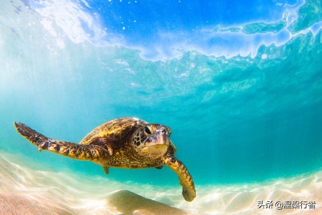 50种珍稀保护动物,为什么人类应该保护濒危物种