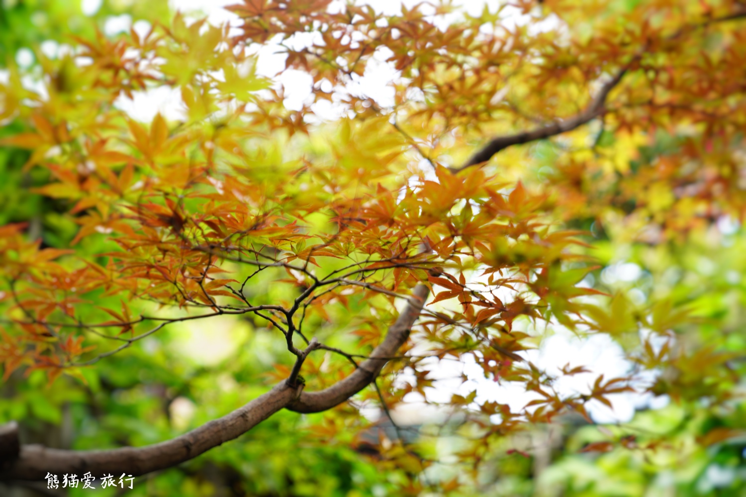 日本金箔冰淇淋金泽,日本金泽金箔雪糕