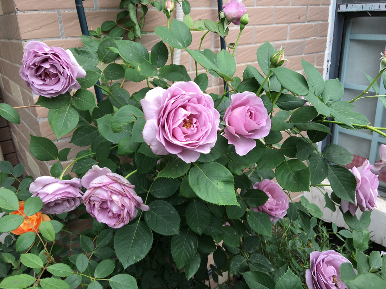 是爬藤月季好养还是矮桩月季好养,最合适种在楼顶的月季