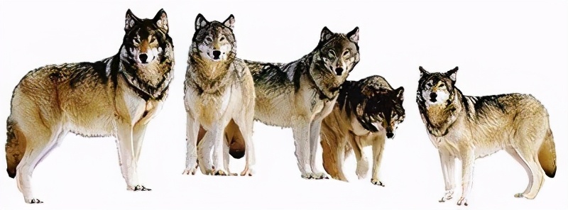 狼图腾的启示和感悟,狼图腾电影给我们的启示