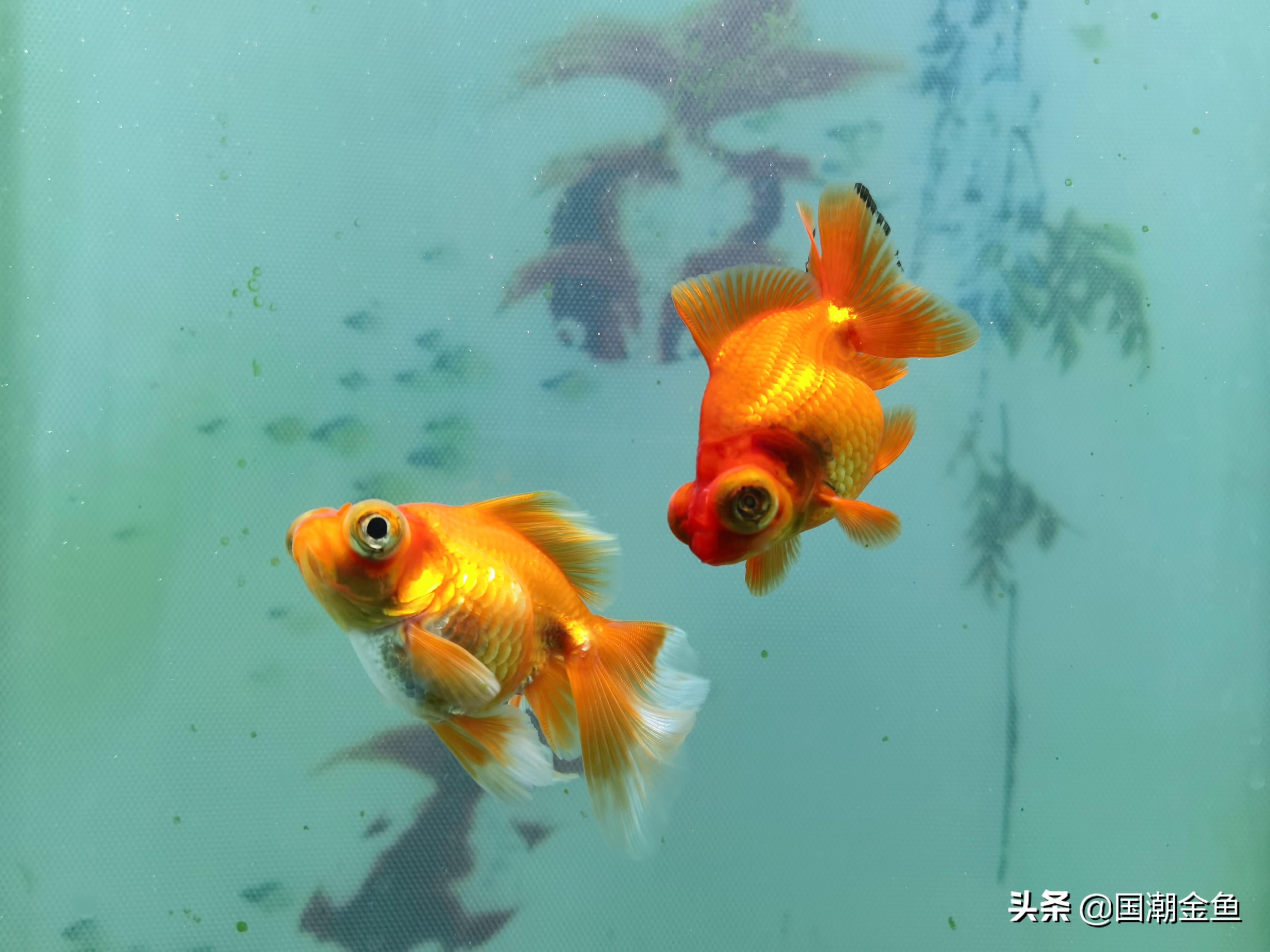 最好看的中国金鱼品种大全图片,金鱼能不能跟龙种金鱼混养