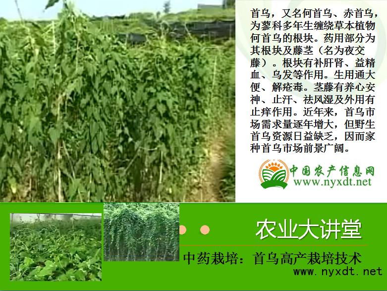 首乌怎么栽培,首乌高产