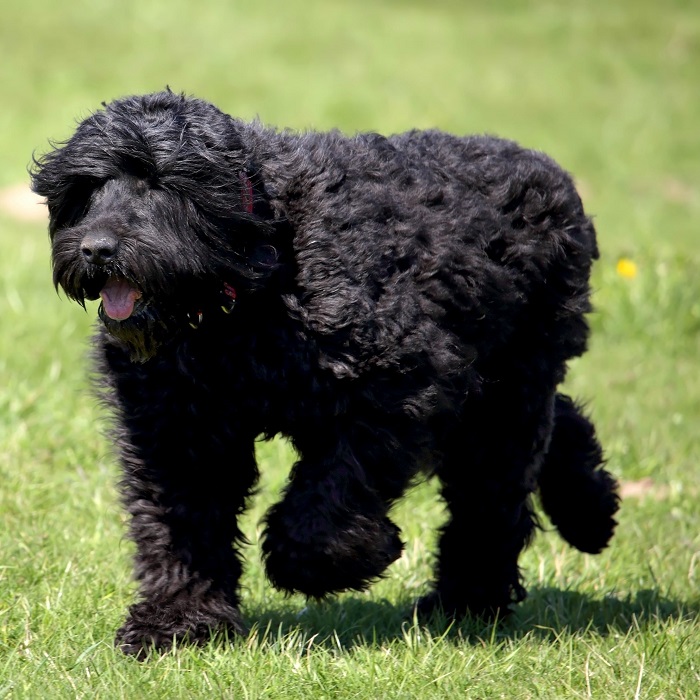 世界上最昂贵的10只狗,世界上十大最名贵的犬种附图