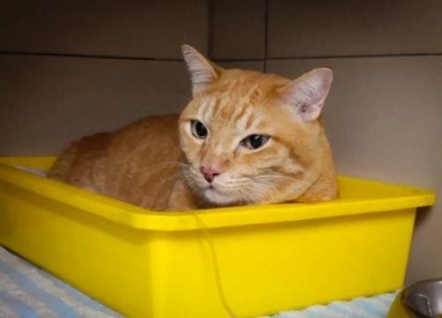 三个月的幼猫拉屎带血是怎么回事,猫拉屎带血要怎么才能解决