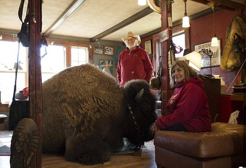 小熊救爷爷的故事,70岁老人救小熊视频