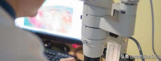 犬疥螨的诊断与治疗参考文献,犬疥螨症状治疗药物成分