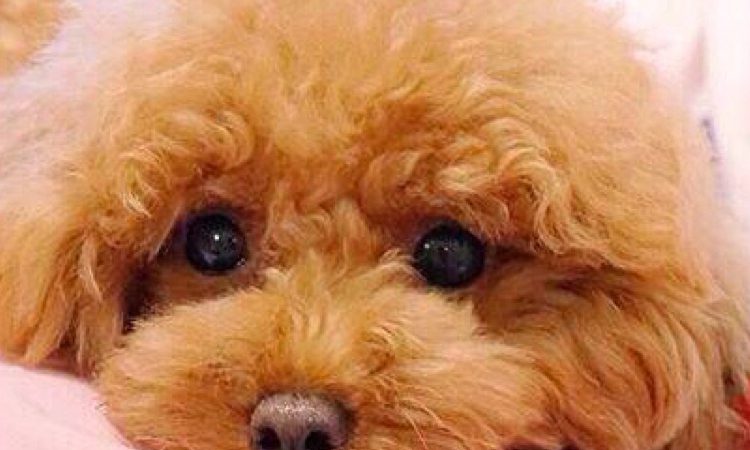 泰迪最怕的几件事是什么,如果泰迪返灰返的不好咋办