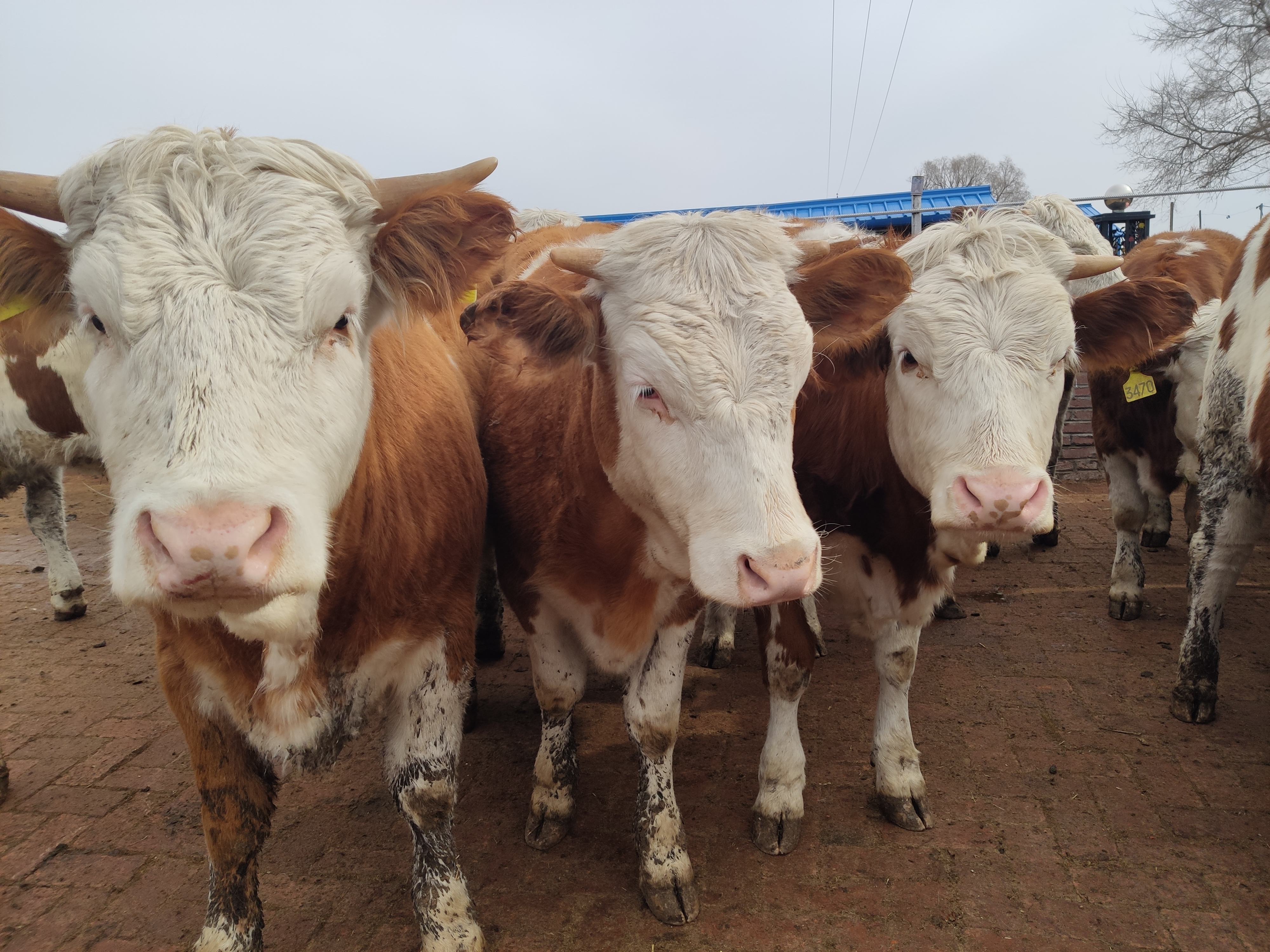 牛为什么要不断进食,牛关于吃东西的习性