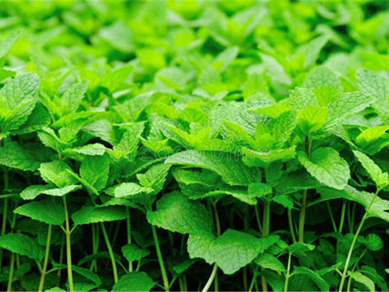 薄荷植物种植,怎么种植薄荷叶才会更大