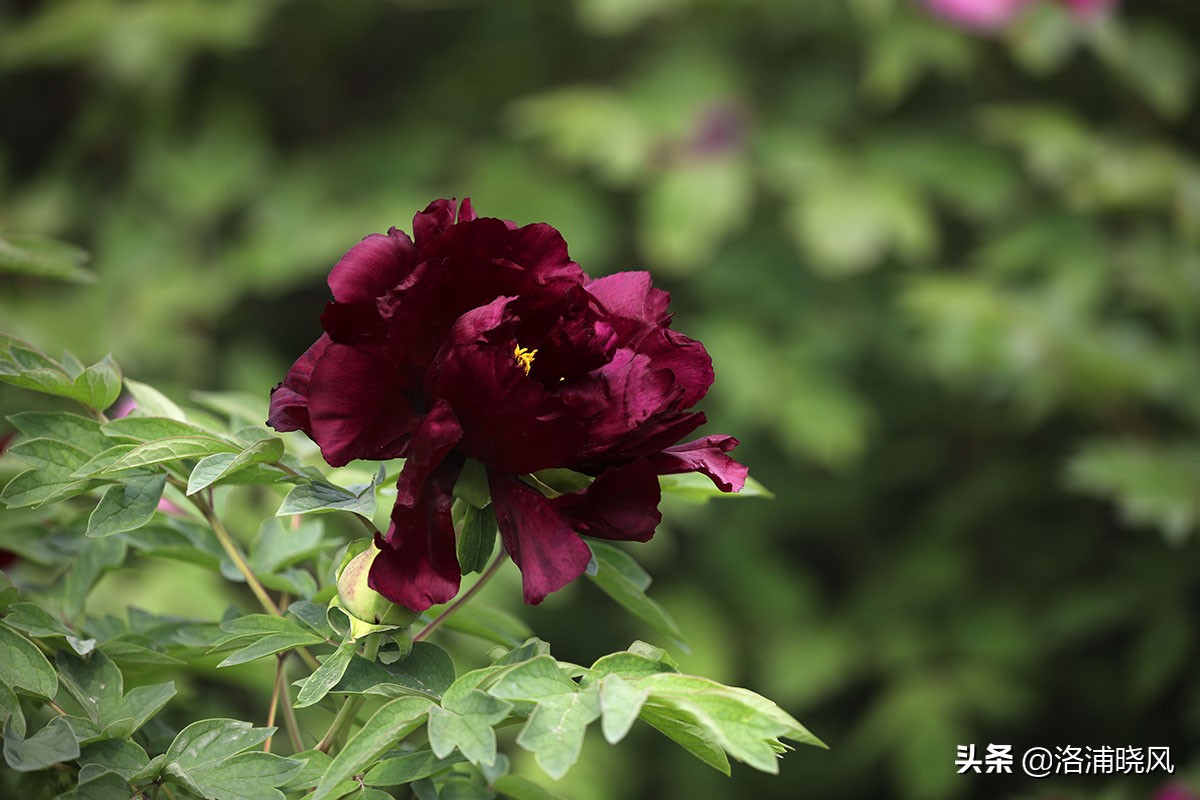 牡丹的名贵品种黑牡丹和绿牡丹,牡丹的稀有品种绿牡丹和黑牡丹