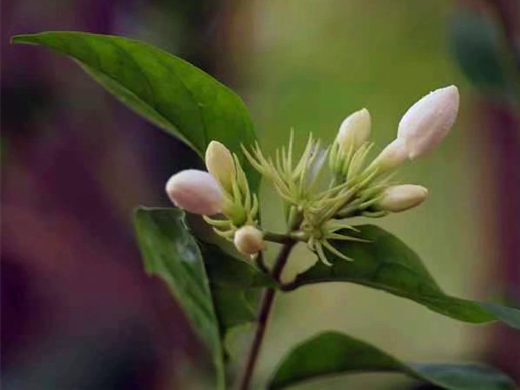 茉莉花买哪种比较好,哪种茉莉花最值得养