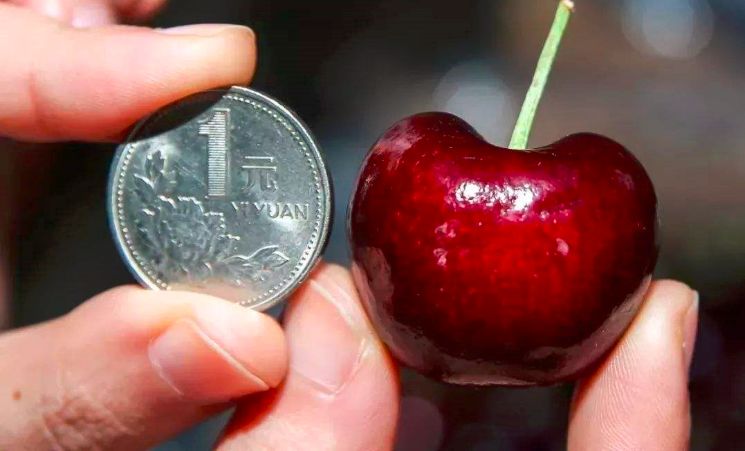 进口车厘子到国内第一站,出口级车厘子