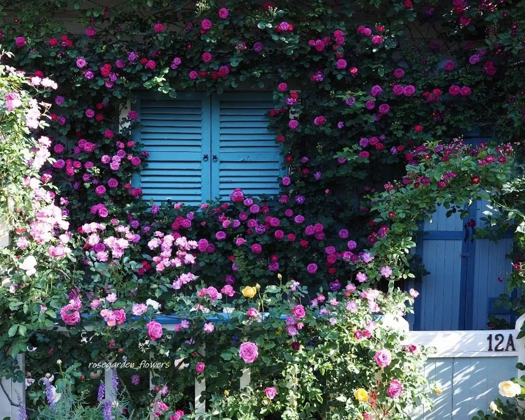 太毒了！“别人家”的月季花园，美到让人窒息