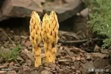 荒漠中有哪些能吃的植物,南疆常见的野生植物