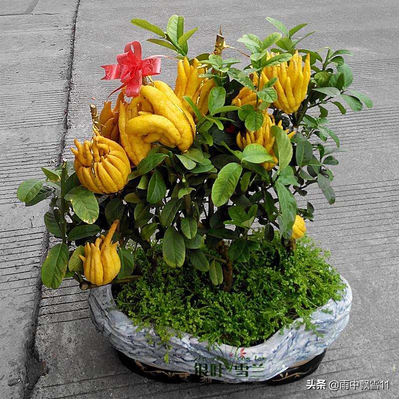 佛手怎么养才不会烂根,佛手怎么养才好看