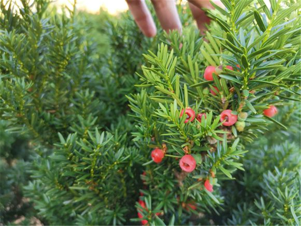 红豆杉干枯后如何补救视频,红豆杉叶子干枯的救治方法