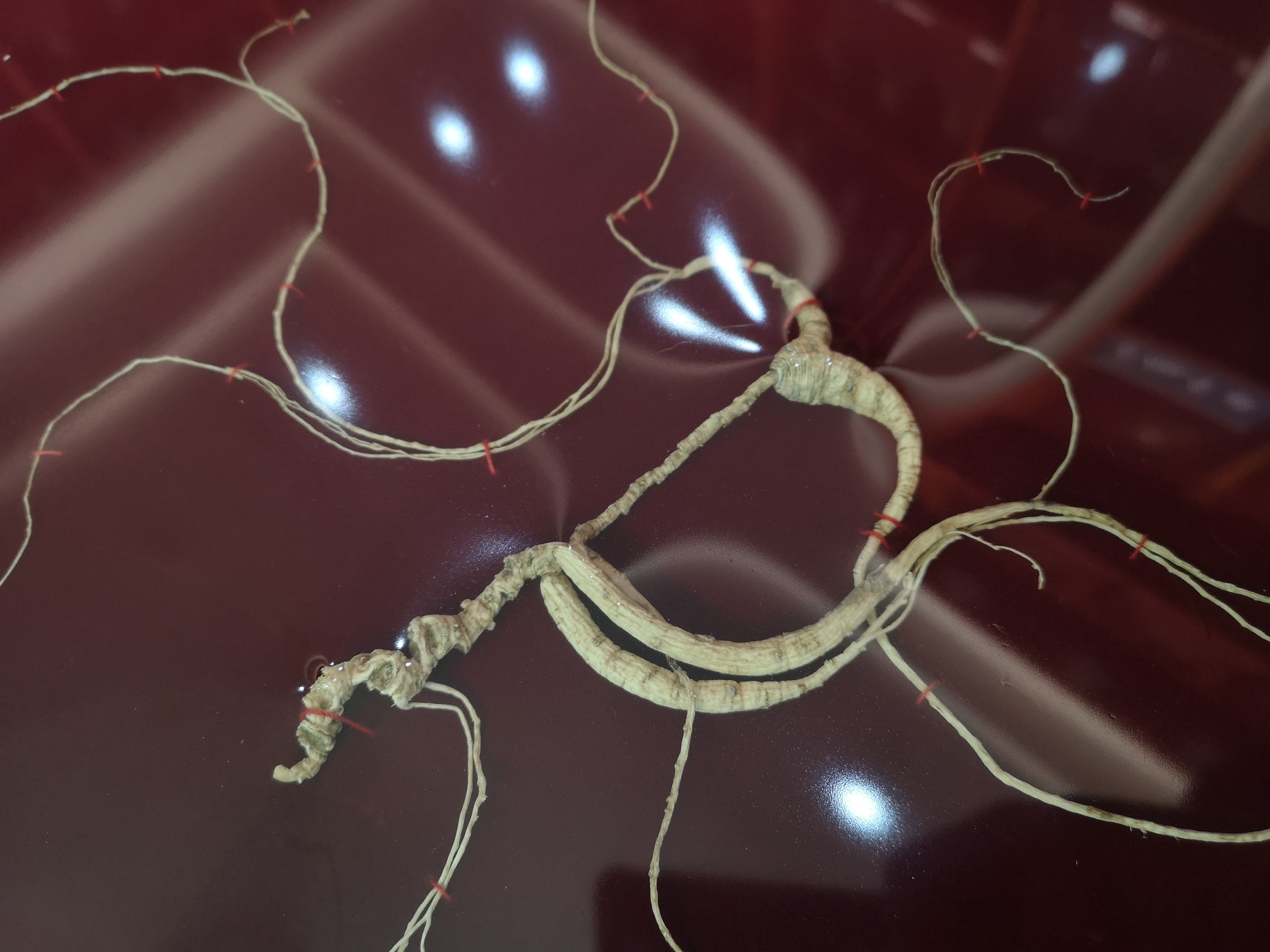 鲜参炮制,鲜参和干人参的区别的功效