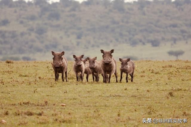 国家独立59年，首次参加非洲杯，总统为641名球迷包机去现场加油