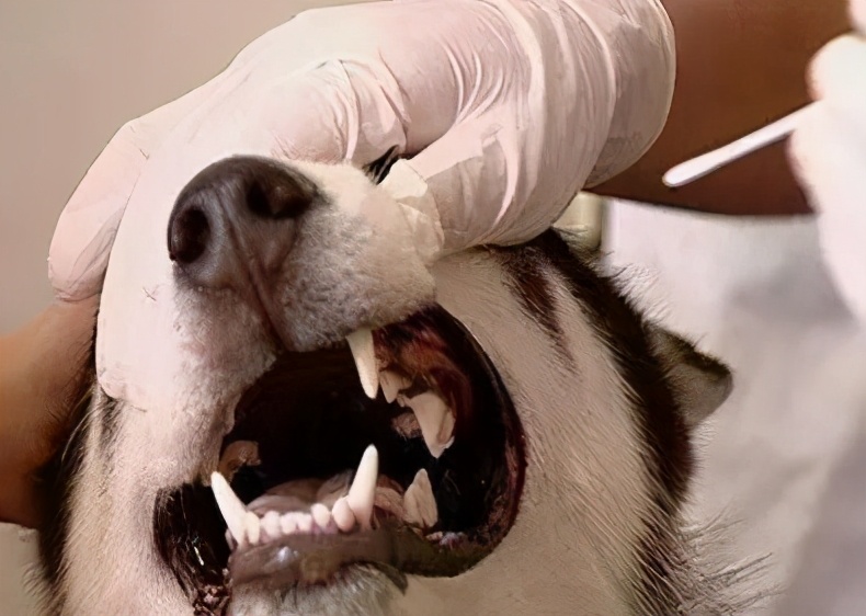 狗狗吃什么肝脏好,狗狗吃什么对肝脏好