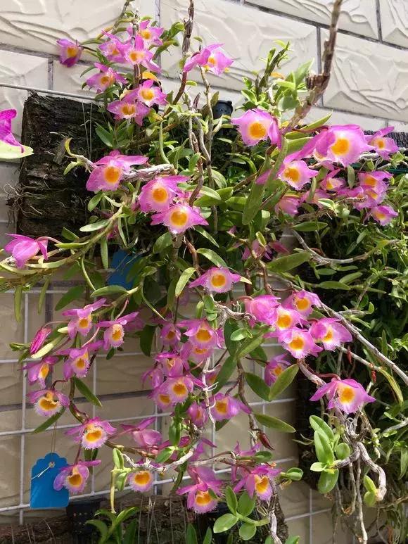 哪种兰花易开花又好养,最容易开花的兰花一年开多次