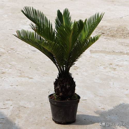 铁树不生根怎么办,铁树不茂怎么办