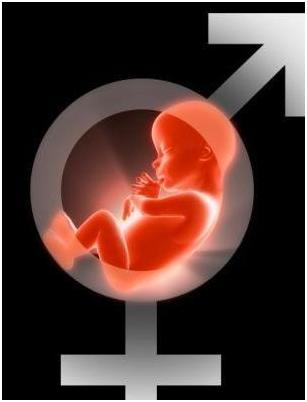 胎儿性别形成过程，精子表现好精彩