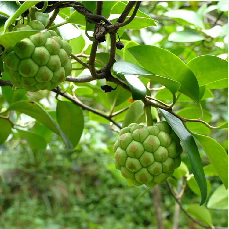 像葡萄荔枝味的水果,一种像菠萝一样的水果