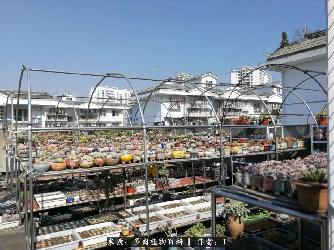 多肉还可以这样玩(上):八年养肉路剪影!