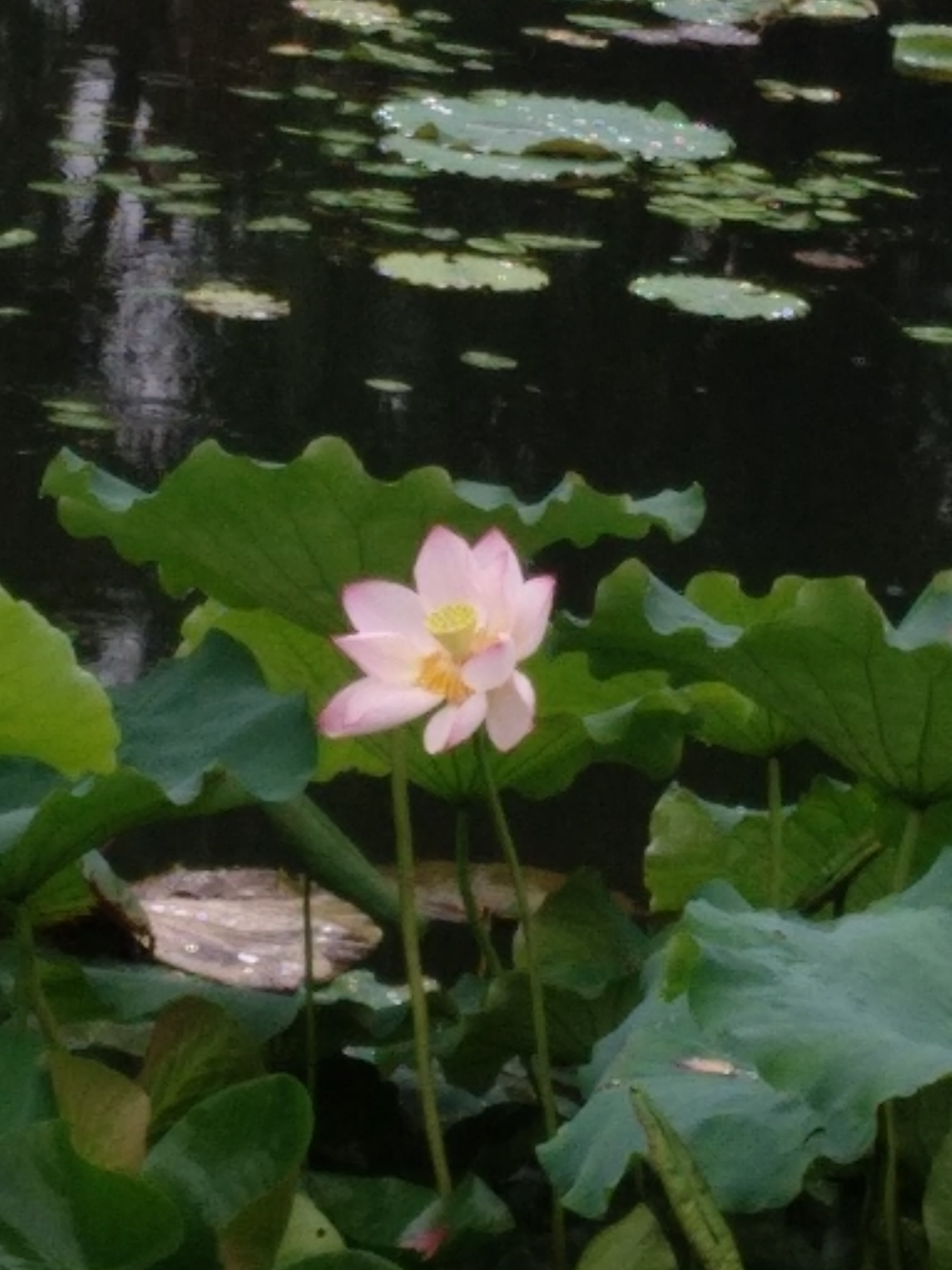 马惊飙莲荷主题诗作小辑